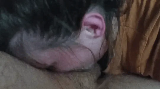 Real homemade cum in my mouth compilation gif part6